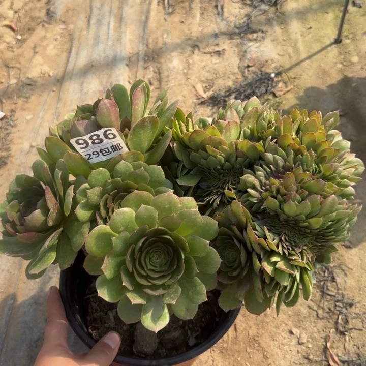 万缀……多肉植物……