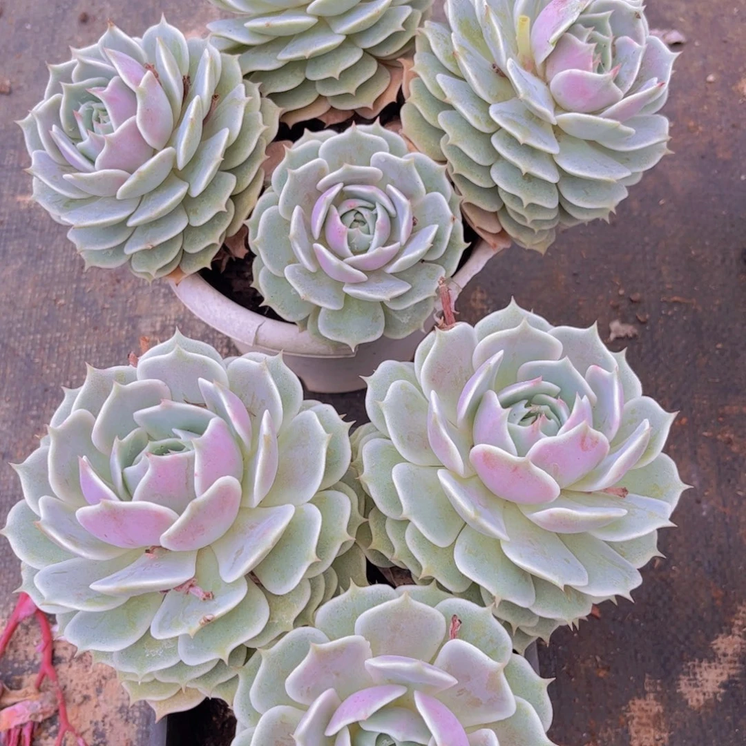 露娜连2颗脱土发货