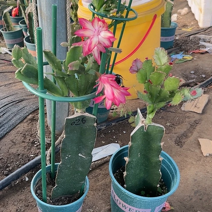 026粉色单瓣➕012粉白重瓣两颗