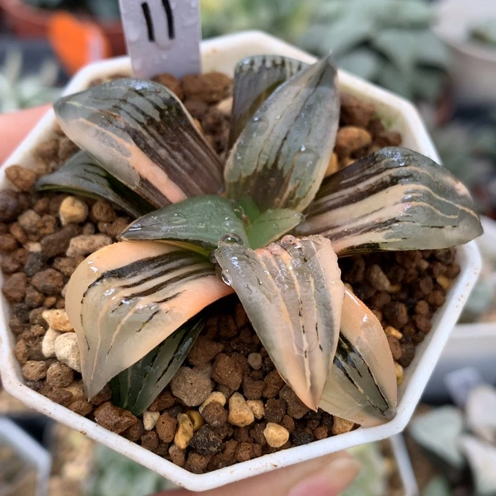 洪文寿锦，带盆一起