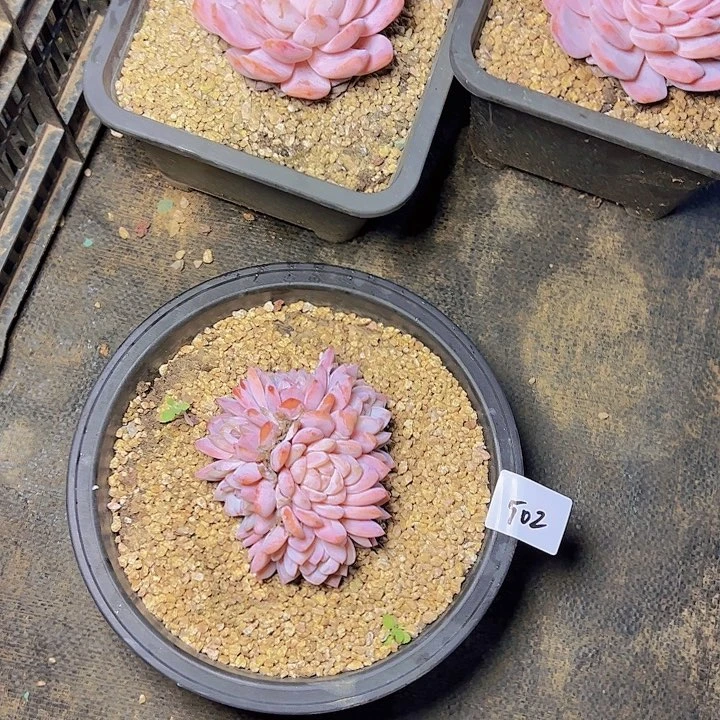 卖***哥502/////////////