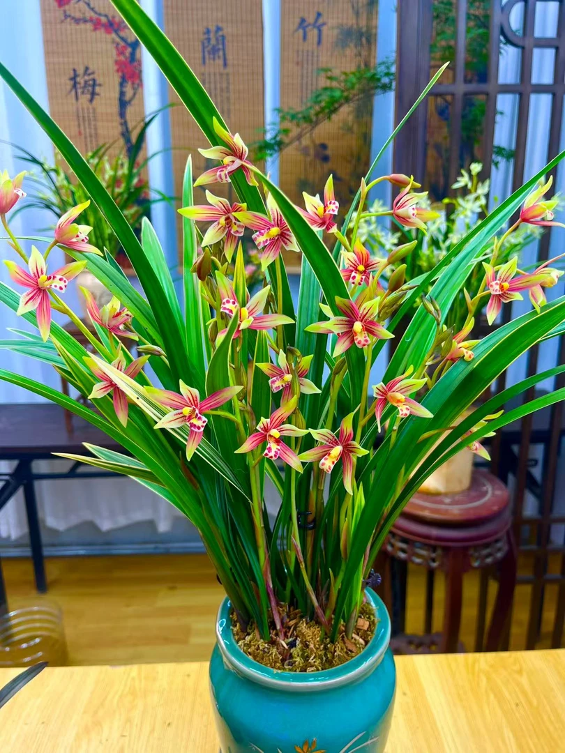 兰花 建兰铭品【小国魂带5-8支花剑】带湛蓝陶瓷盆 室内外浓香型