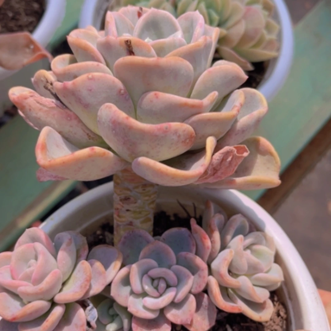 【闪购商品】美尻1648