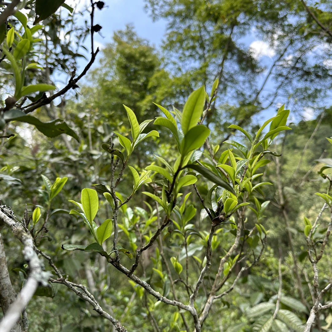 曼松王子山 背阴山欢迎定制