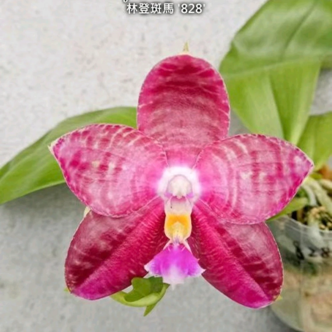 2.5寸 林登斑马828  苗