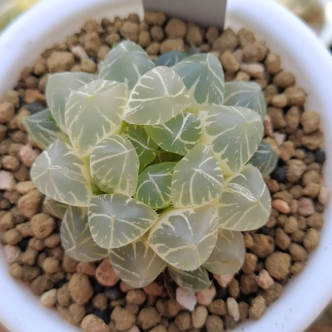 幽*108号糊斑OH大窗一物一拍带盆土发货