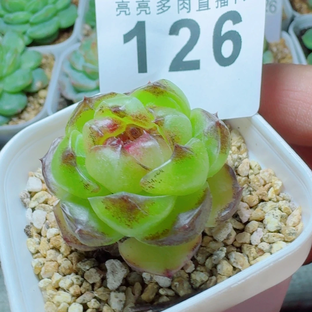 幽灵公主            精美多肉植物