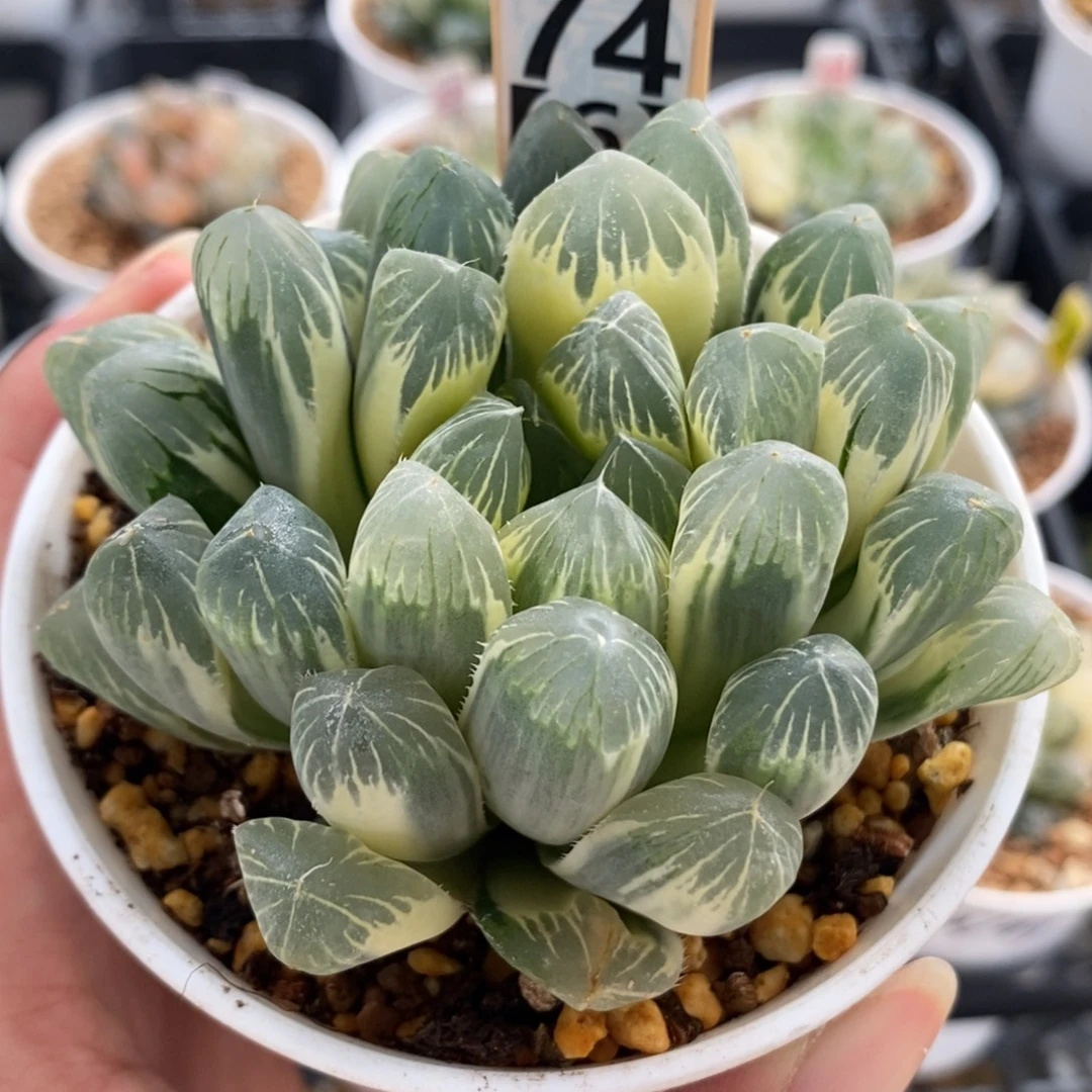 74实生糊斑玉露锦