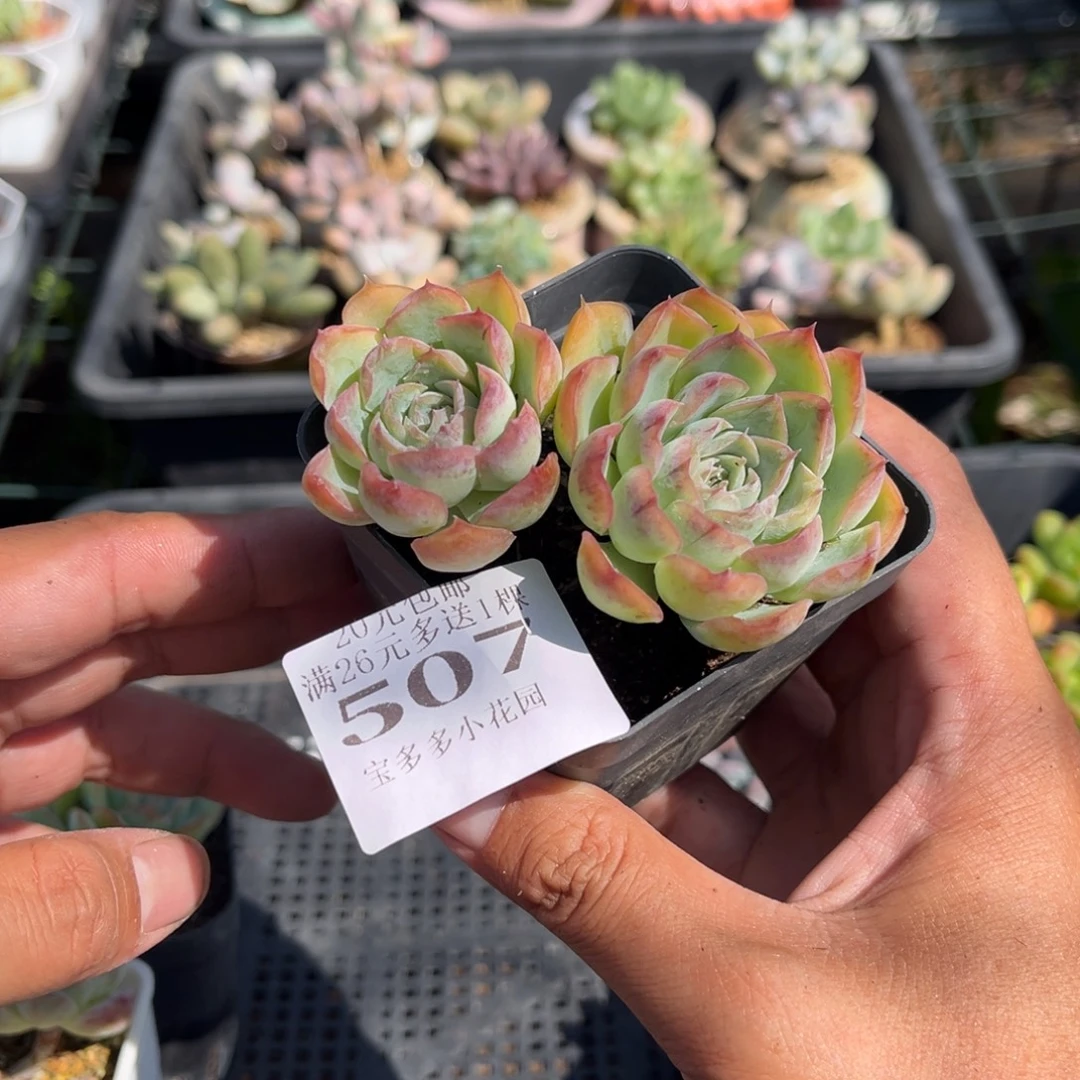 月影精灵一物一拍满20包邮满26多送一颗下午发货