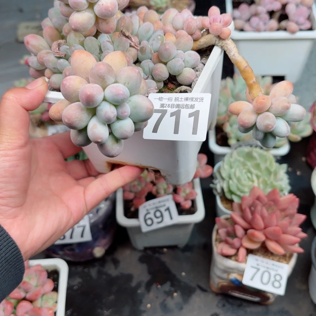 汤圆老桩多肉多肉