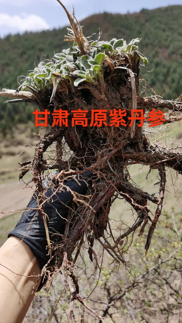 甘肃高原紫丹参500g包邮！