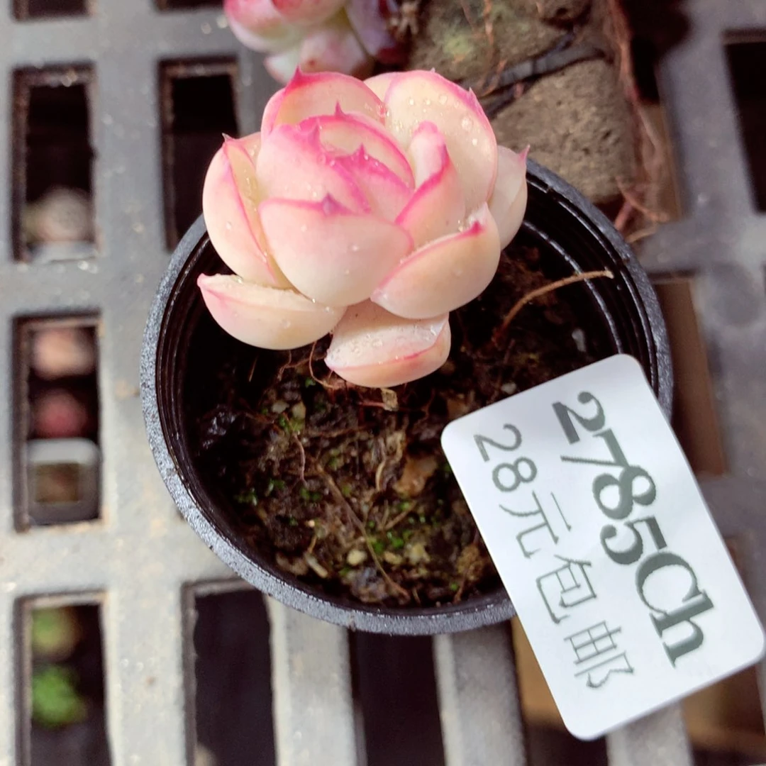 5厘米盆精控多肉2785