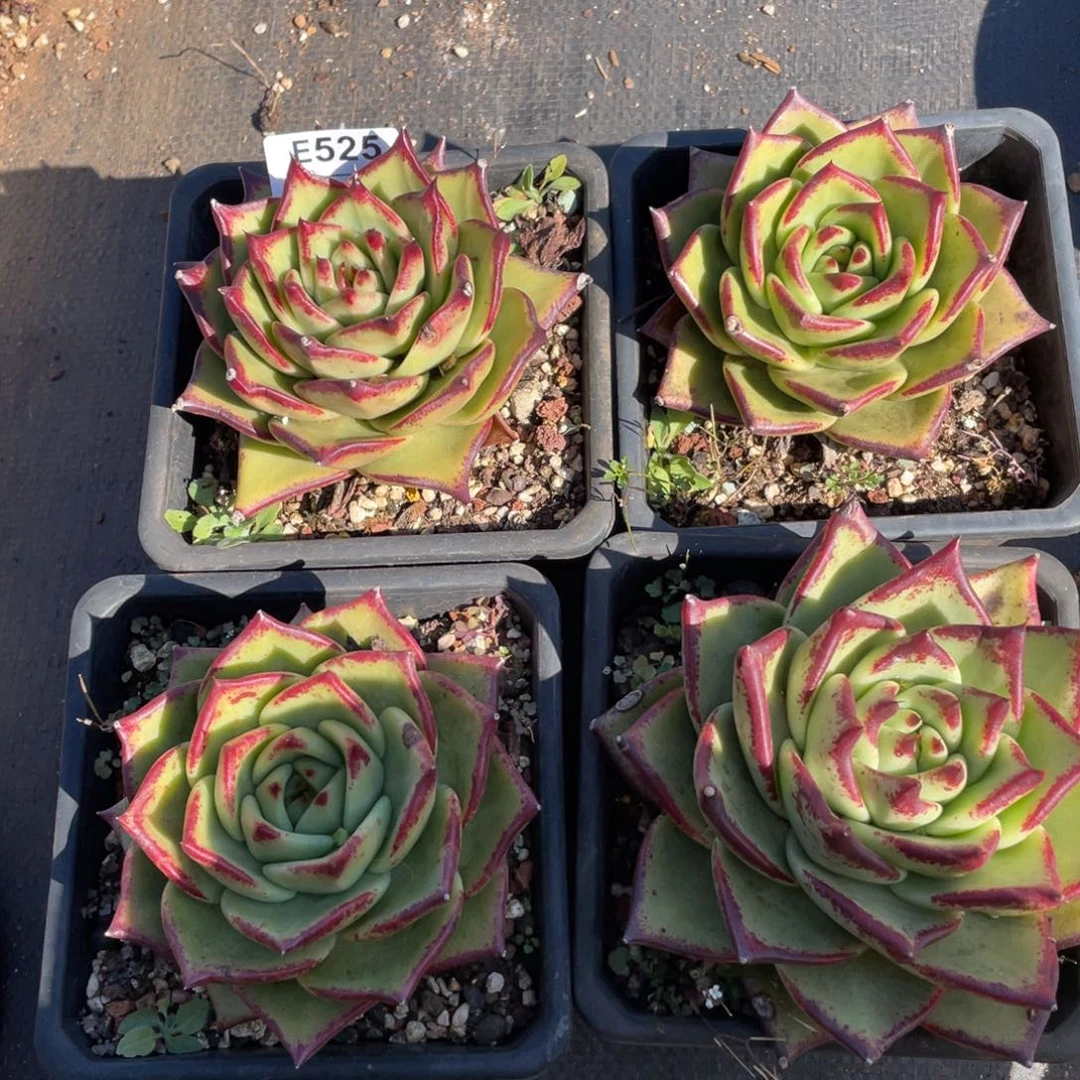 无花朵若如东云组拍E525
