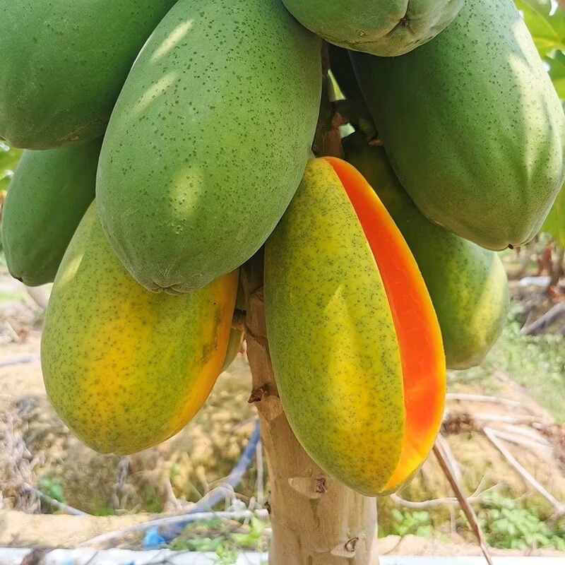 海南木瓜乌鲁木齐九鼎水果市场发货当季水果