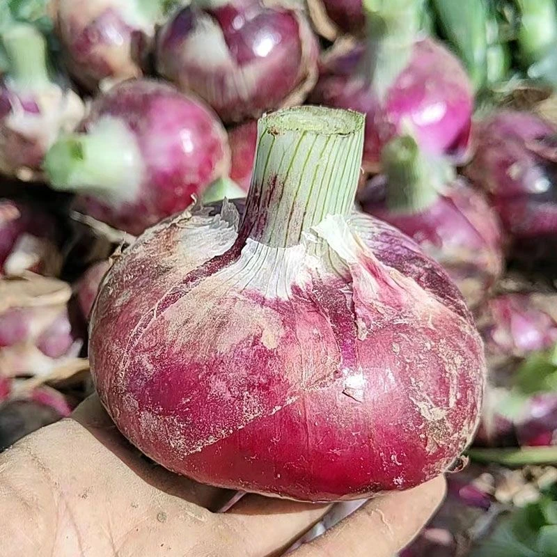 （普通装）2025年头茬紫皮水果洋葱现挖现发圆葱头热炒生吃5斤9斤