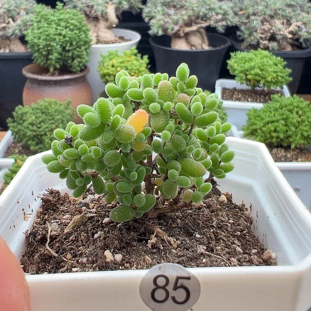 85号福利密橘18包邮