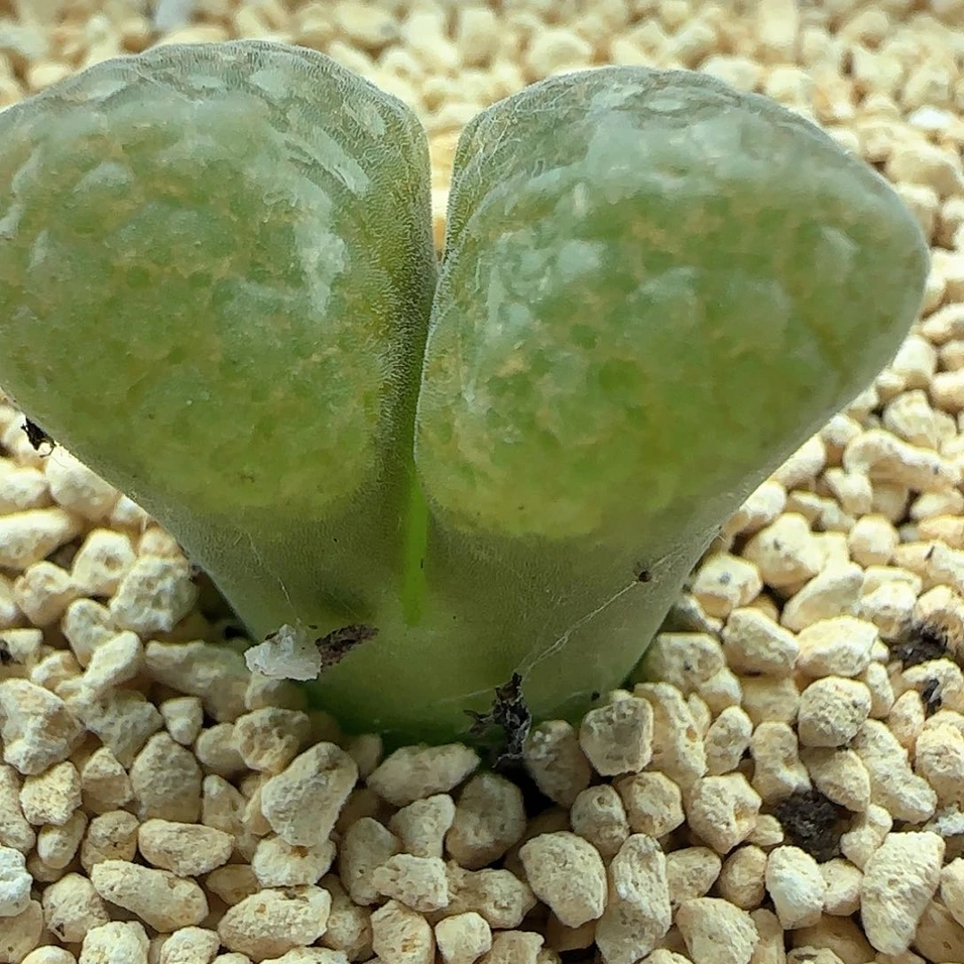 d***o开播福利来啦46477