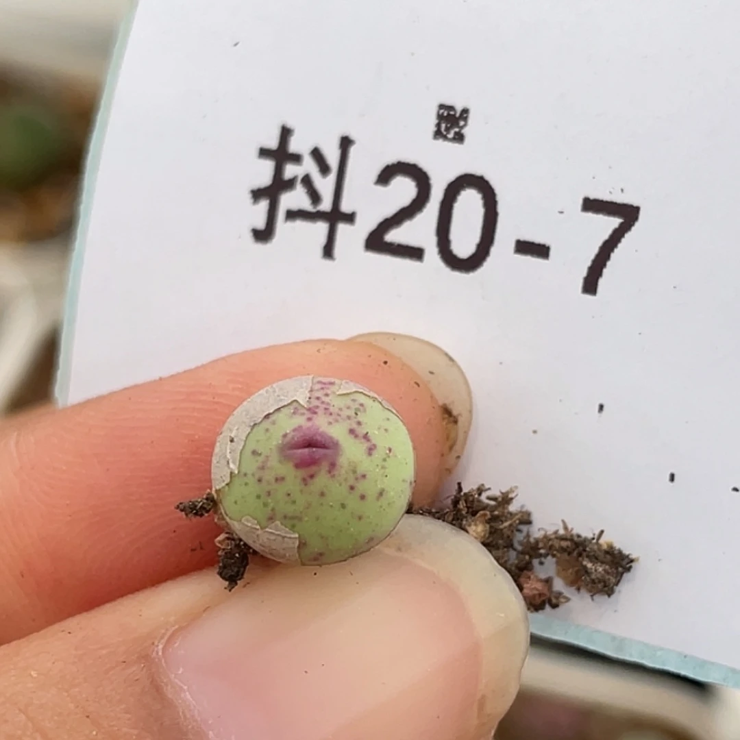 20-7嘴多肉植物肉锥