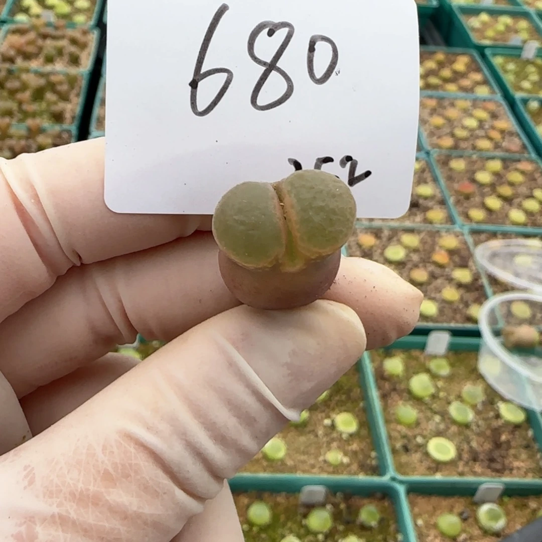 李**～多肉多肉多肉2025-680