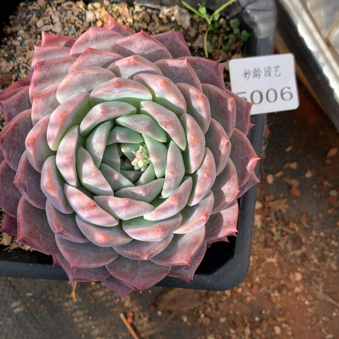 5006杂交精品基地10厘米