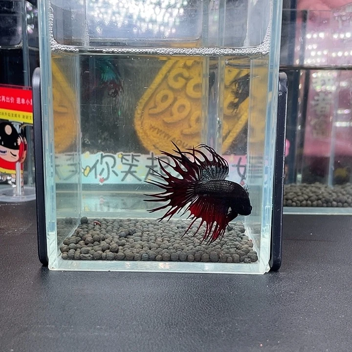 斗鱼34号927早黑毒