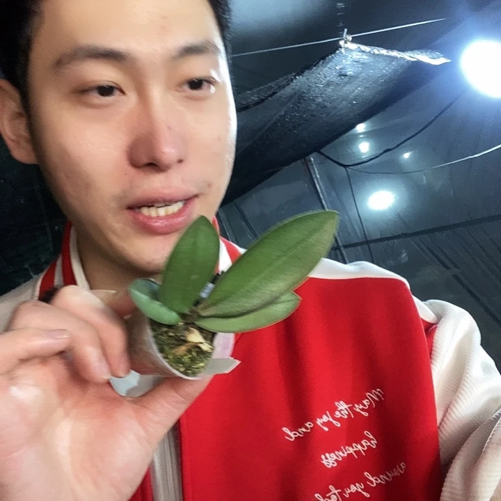 无花朵黄金谷蝴蝶兰