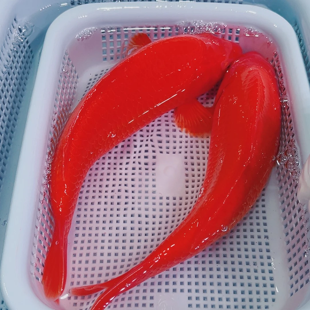 锦鲤锦鲤冷水鱼观赏