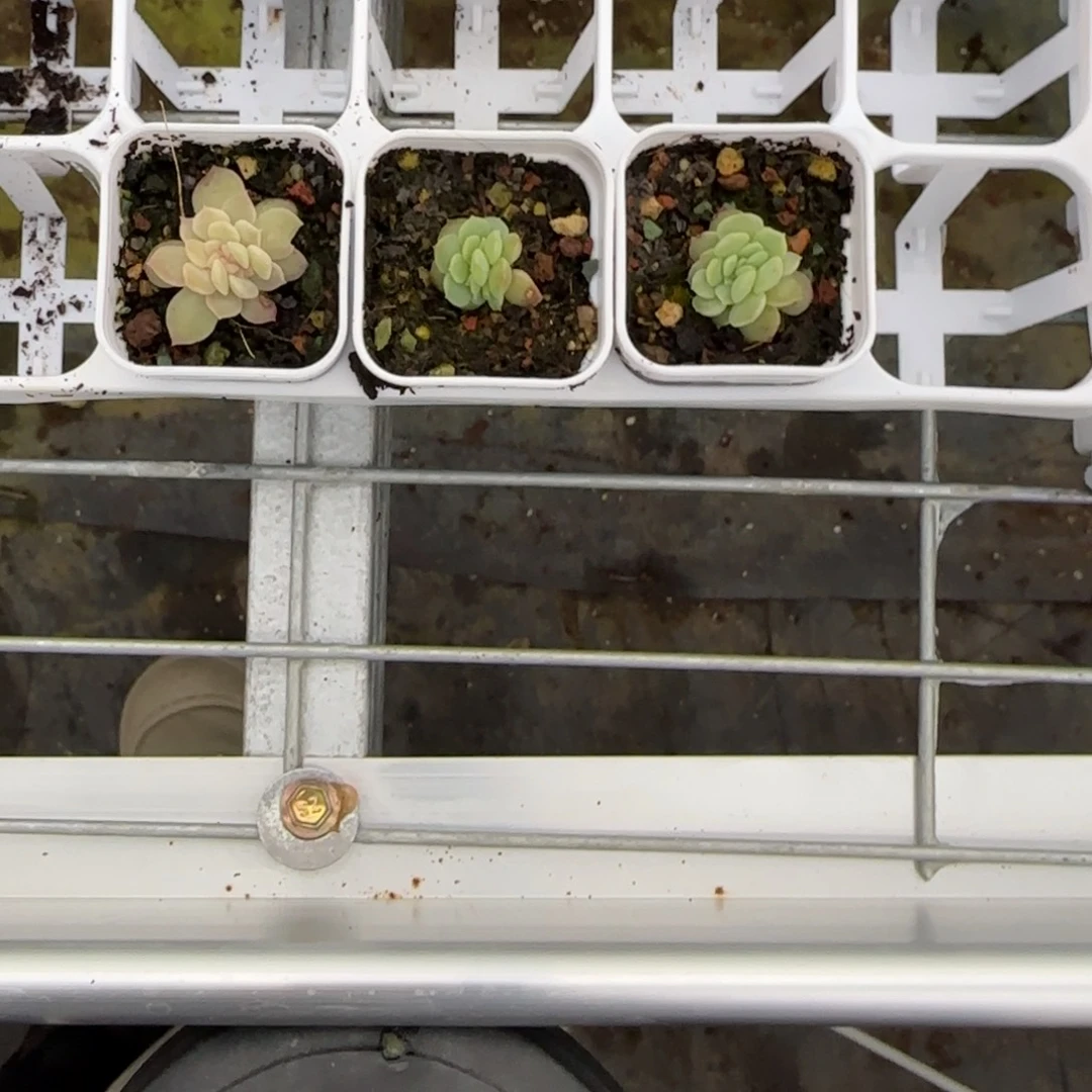 冰沙糖盆一个2床满25包邮