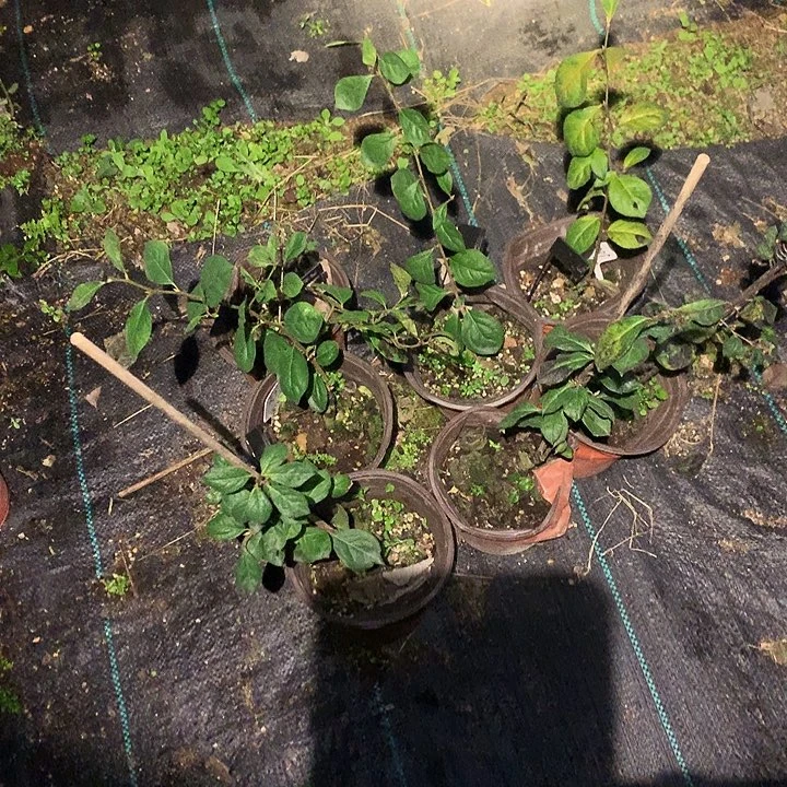 无花朵天之惠嫁接苗38.8