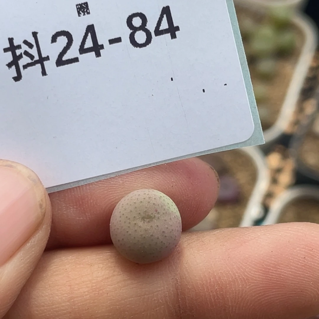 24-84大g苗多肉植物