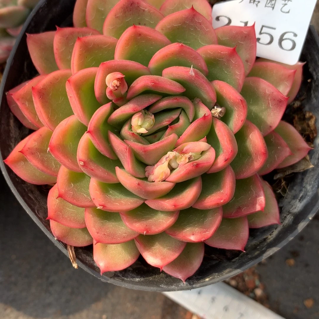 2156杂交精品基地9厘米