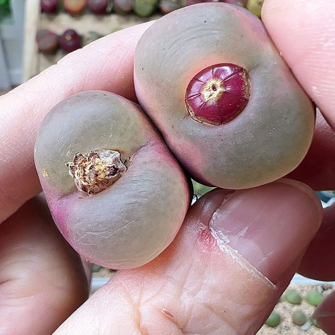 荔枝毛下播福利……