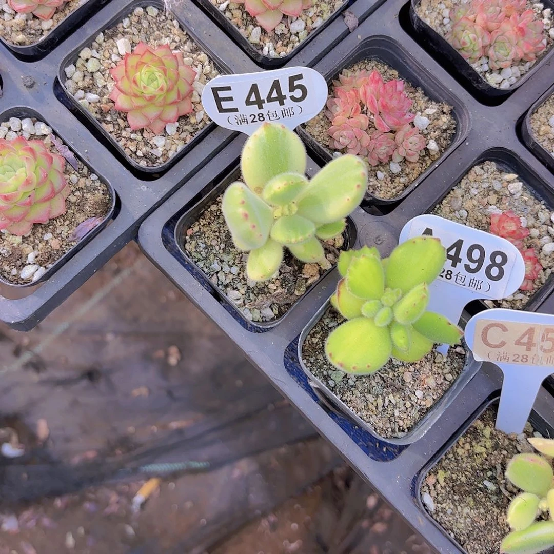 妖****E445白熊一物一拍