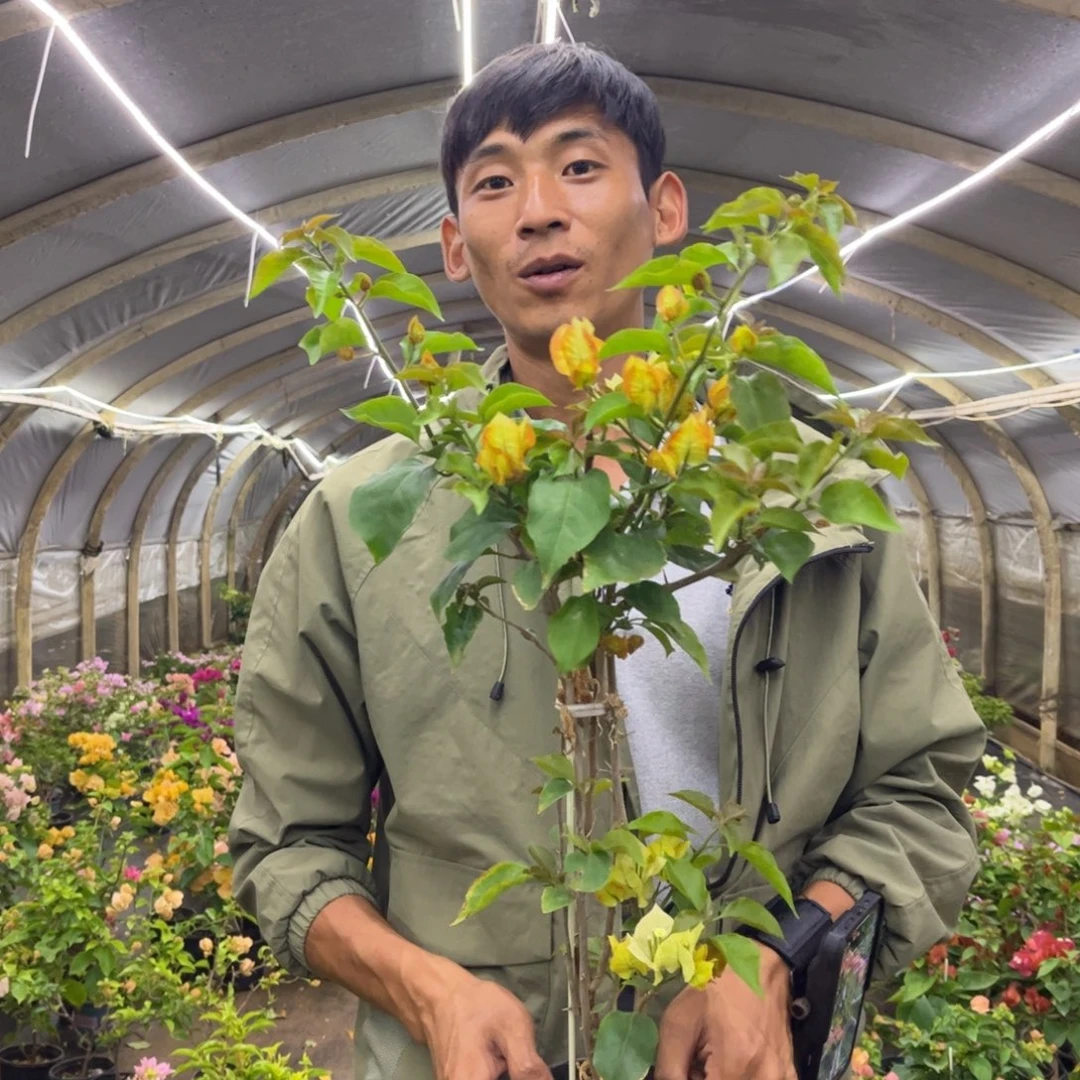 完全开放（浅彩虹）三角梅会落花落叶会光杆苗有大有小