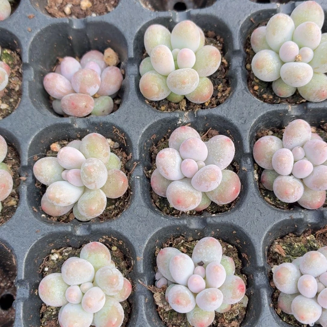 汤圆多肉9.9包邮发货