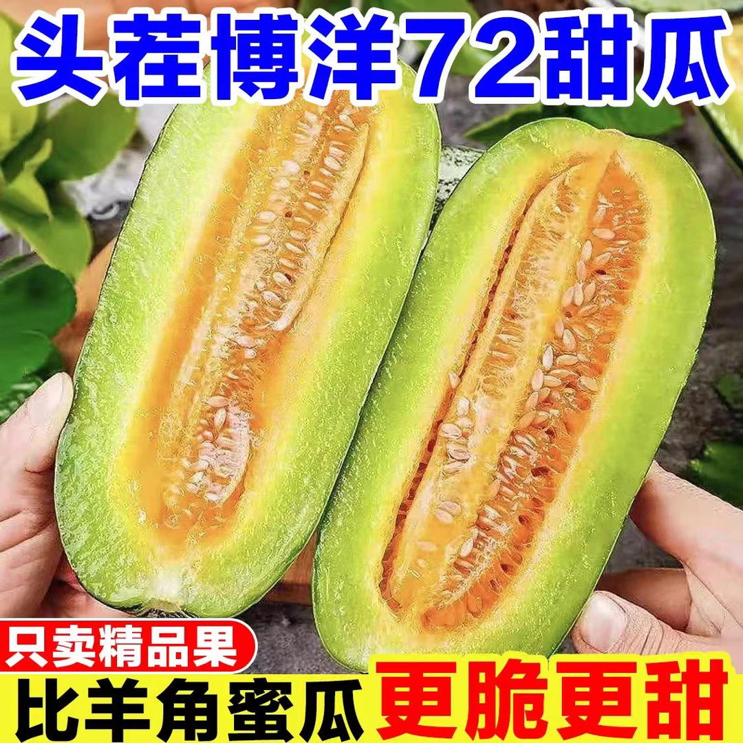 博洋72甜瓜净重2.5斤香嫩脆甜瓜应季甜瓜