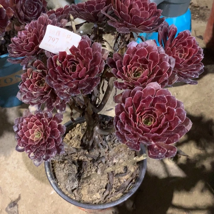 797黑铜多肉特价不售后
