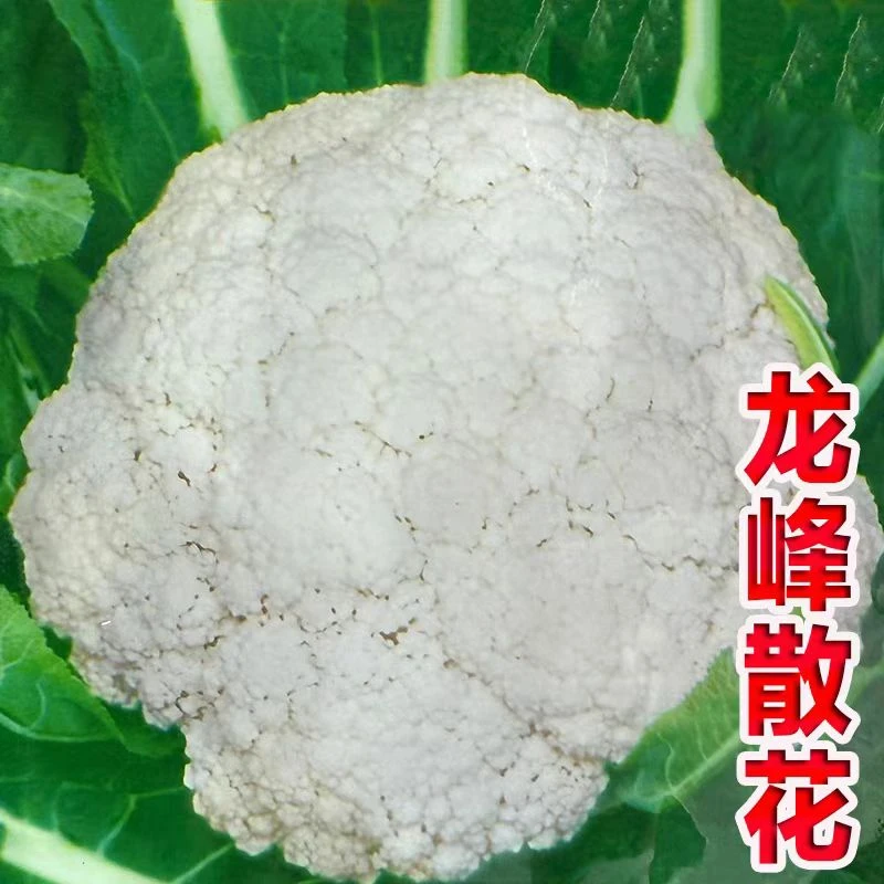 龙峰散花菜种子100天高产抗病耐寒白色松花菜西兰花红茶室盆景