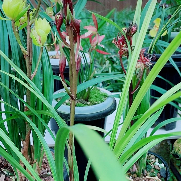 用***0完全开放一物一漂亮开花