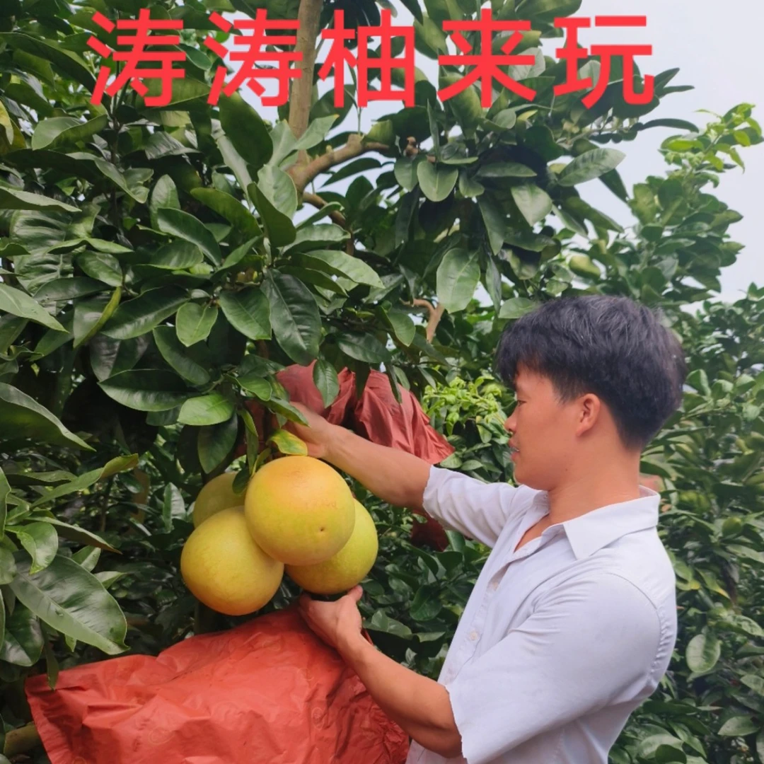 【涛涛专属】梅县三红蜜柚40斤