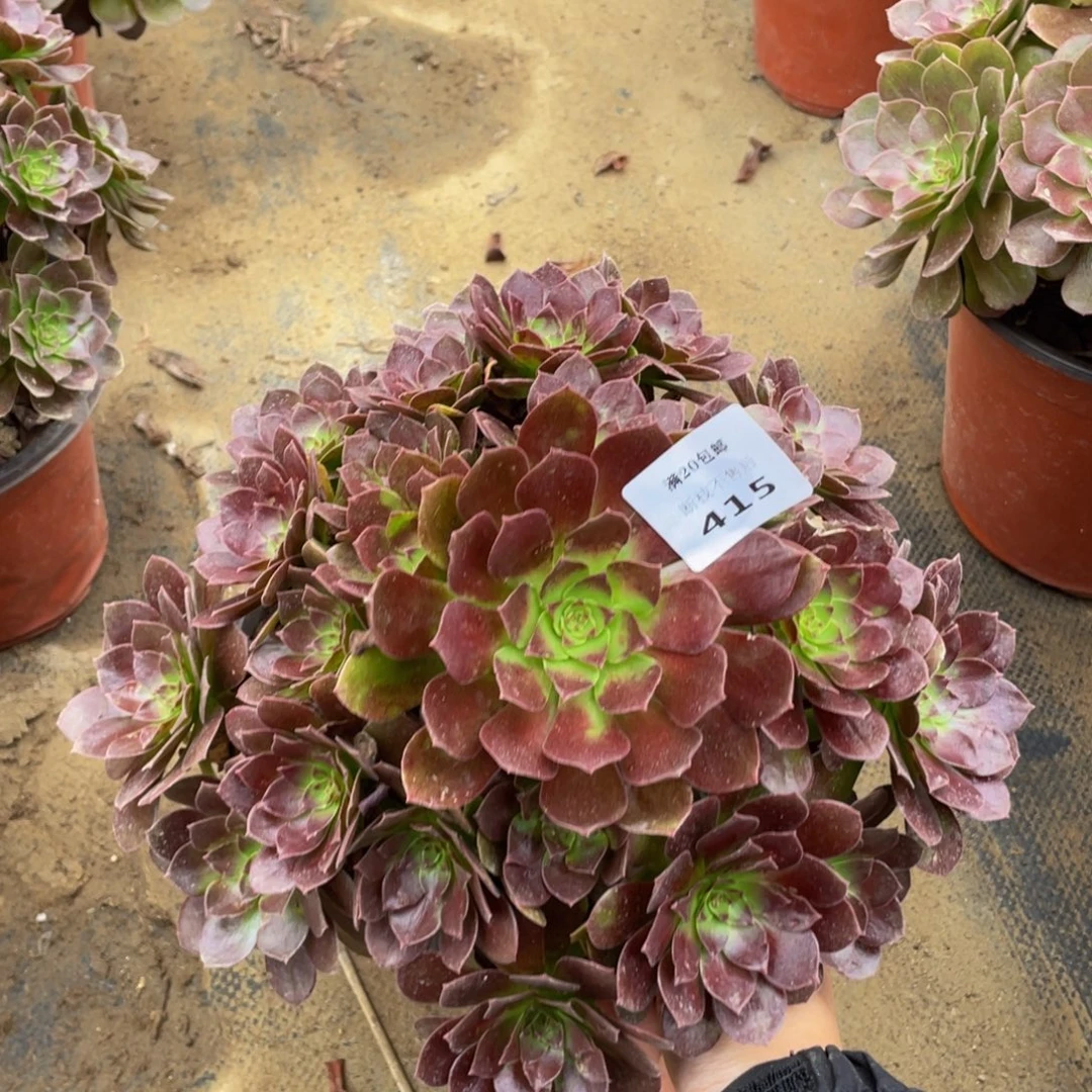 415黑美人法师多肉断枝不包