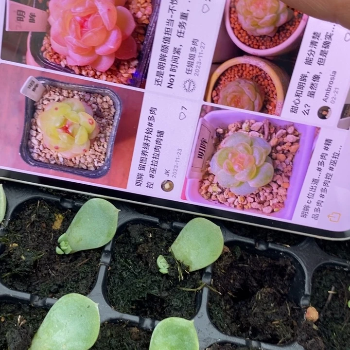 明眸芽苗一个多肉