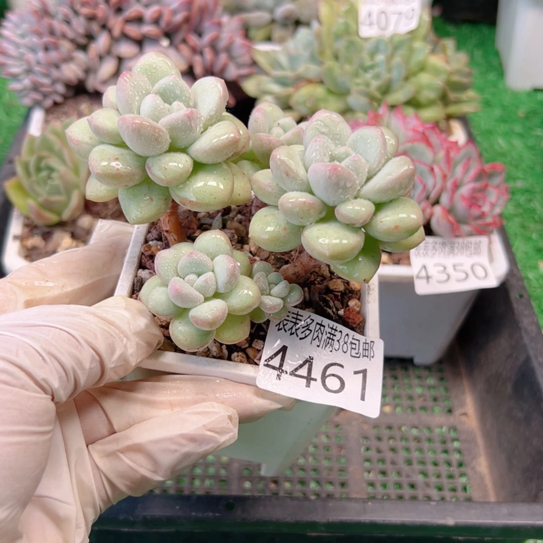 无花朵多肉一物一拍植物4461