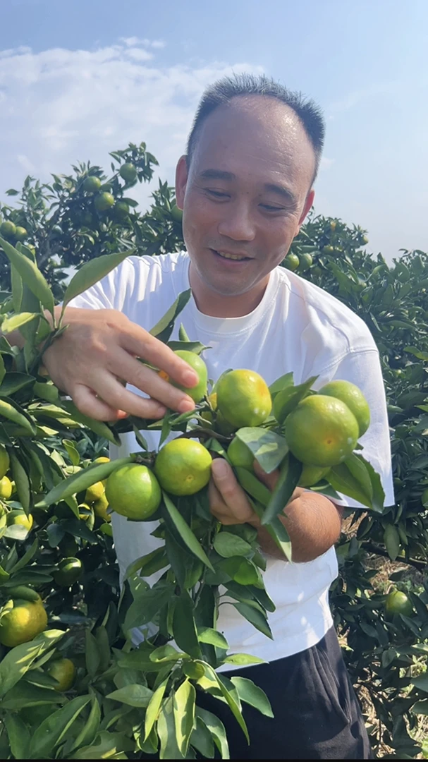 广西桂林特早熟青皮蜜桔新鲜应季孕妇水果