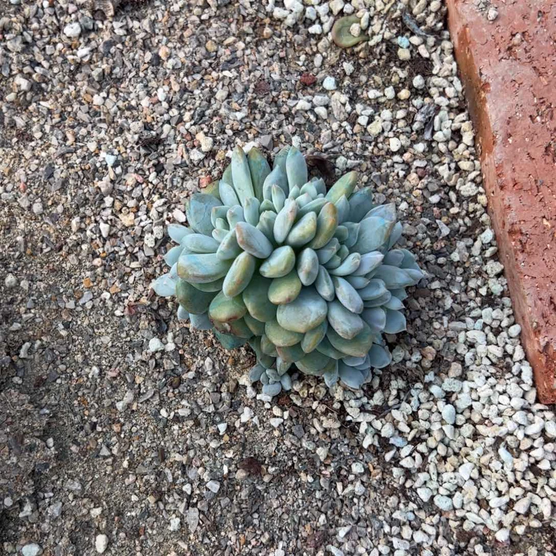 玲***了大家快点可是空调开劳斯莱斯看