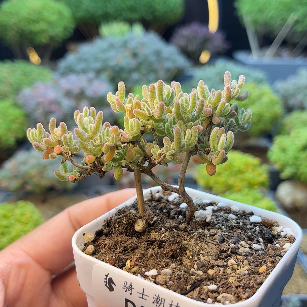 360冰紫造型桩枝干番杏