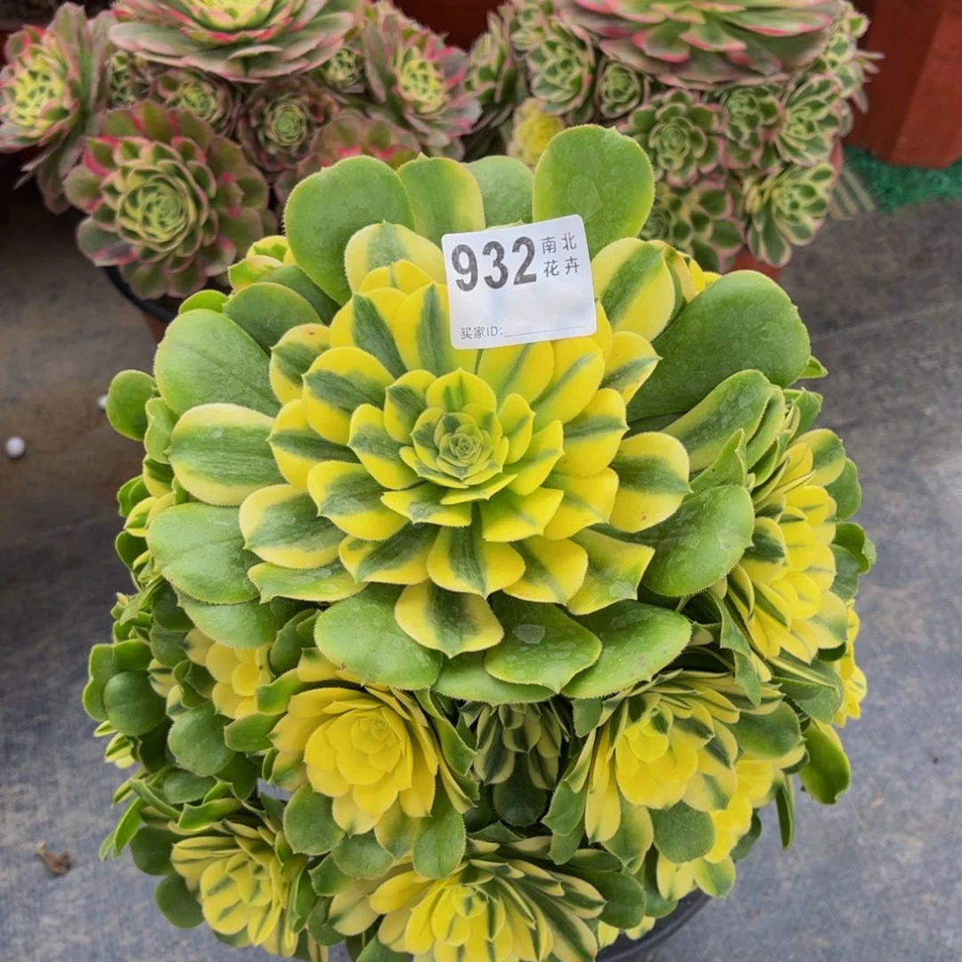 张*珊多肉辛尼亚00000932