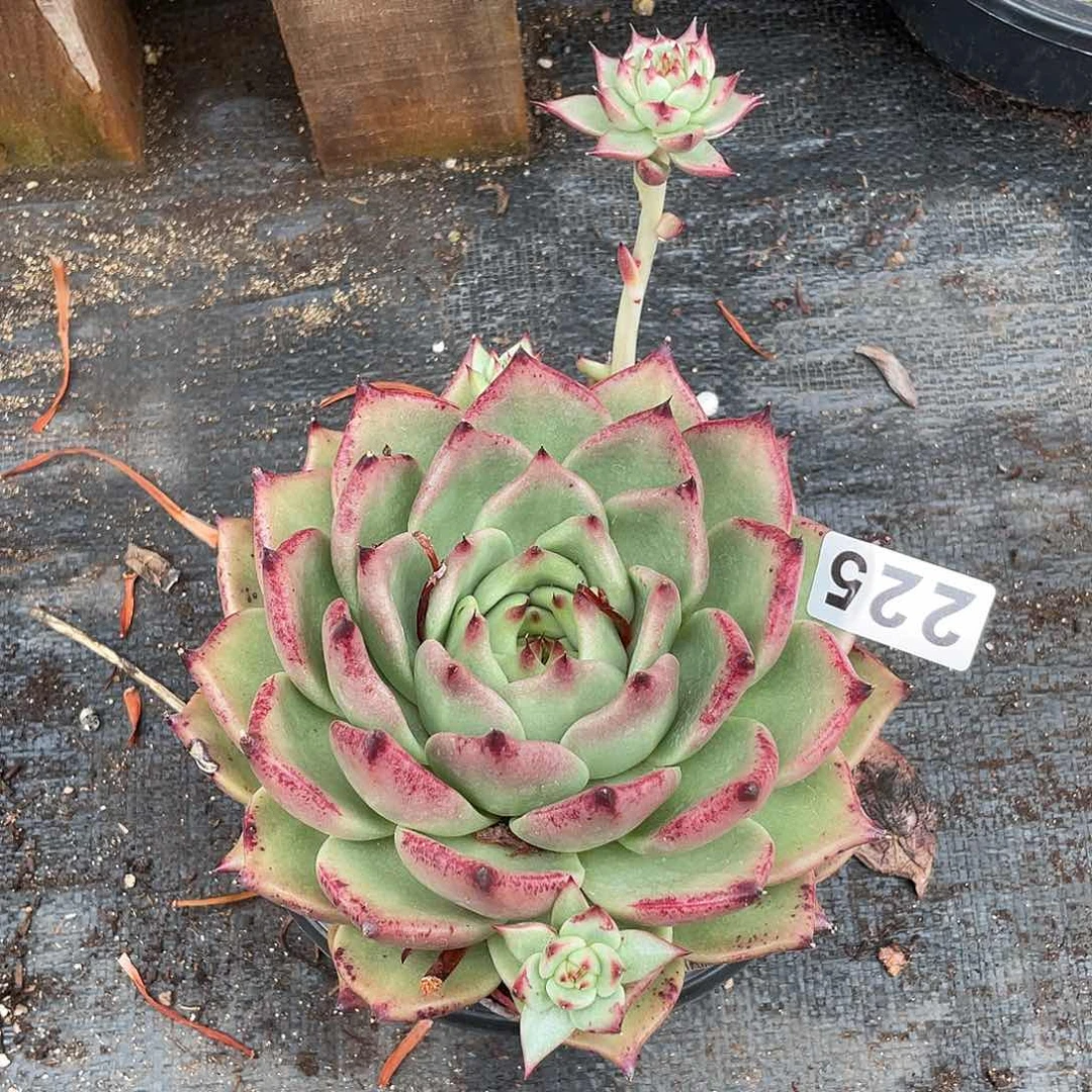 若如东云组拍225