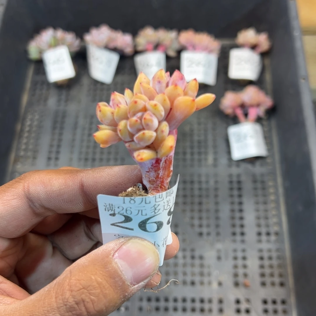 268号三头粉笔小树一物一拍满18包邮