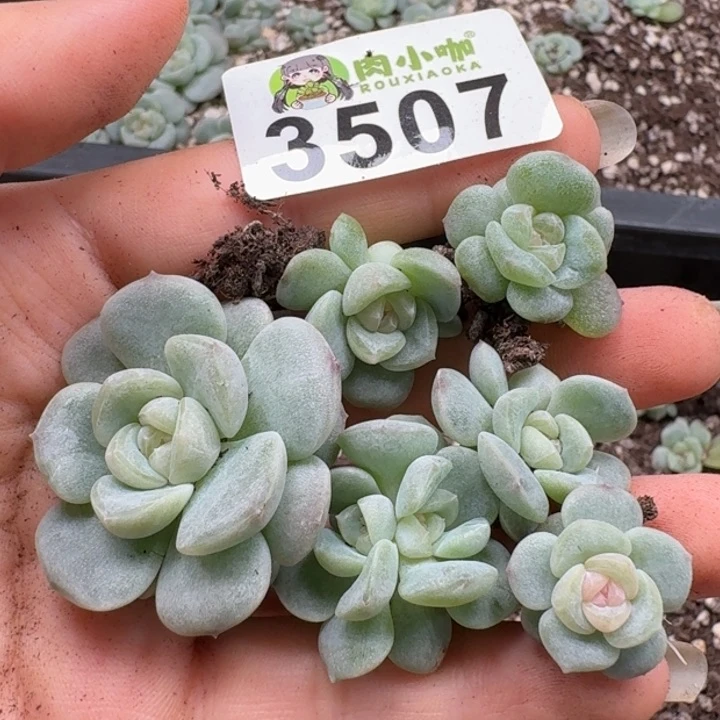 无花朵多肉植物多肉植物